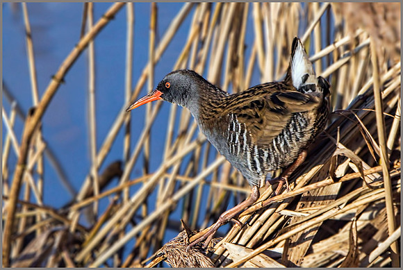 Water Rail (Rallus aquaticus), Upton Warren, December 2014