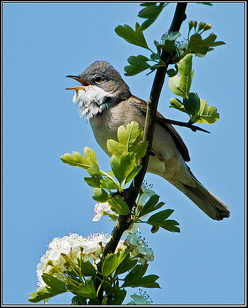 Common Whitethroat, Bittell, 03 May 2011