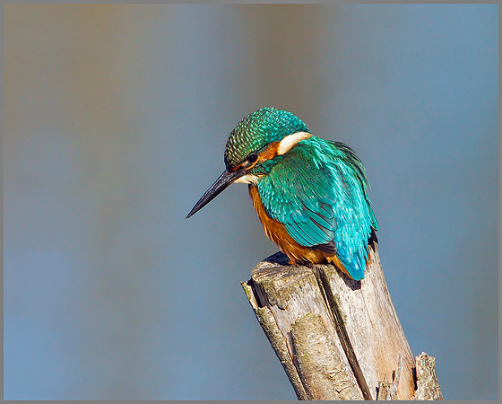 Kingfisher, Worcestershire, 25 October 2010