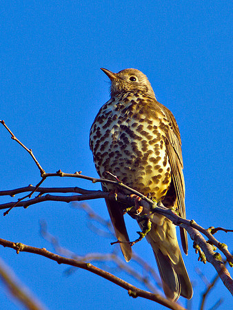 Mistle Thrush, Bromsgrove, January 2011