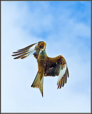 Red Kite, Ceredigion, 20 May 2011