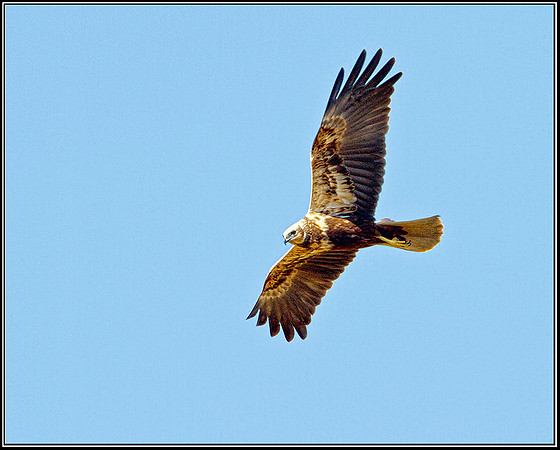 Female Marsh Harrier, Norfolk, April 2012