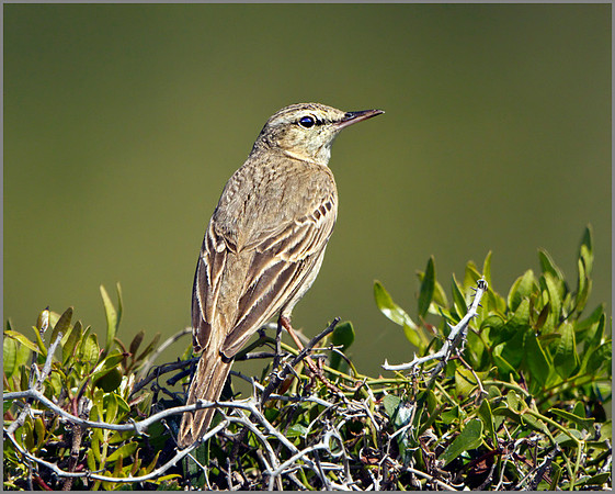 Tawny Pipit (Anthus campestris), Mallorca, May 2014