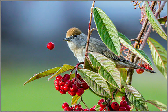 Female Blackcap (Sylvia atricapilla), Garden, December 2014