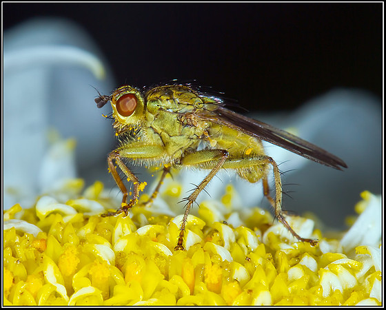 Yellow Dung Fly (Scathophaga stercoraria),  Bromsgrove, 04 August 2012