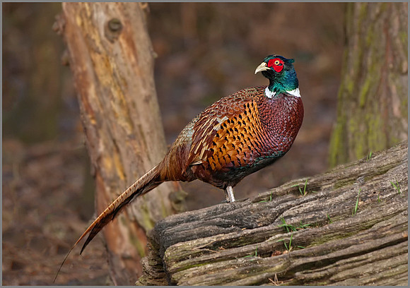 Pheasant (Phasianus colchicus), Warwickshire, December 2013