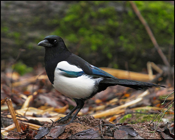 Magpie, Whitacre Heath, 11 December 2009
