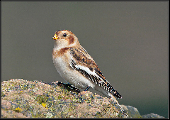 Snow Bunting, Malvern Hills, 24 September 2009
