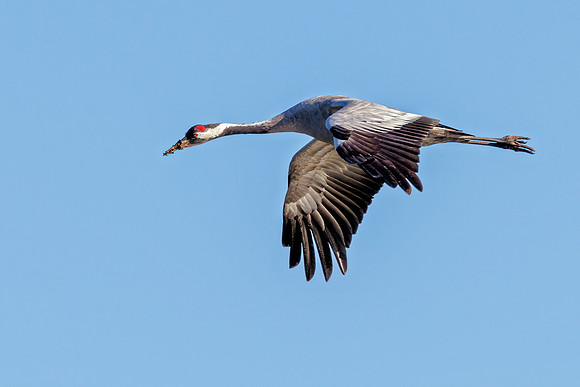 Common Crane - Grus grus, Slimbridge WWT, February 2022