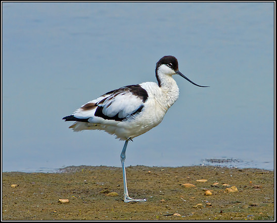 Avocet (Adult), Upton Warren Flashes, 27 June 2012