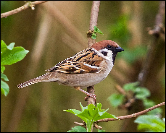 Tree Sparrow, Venus Pool, 01 April 2009
