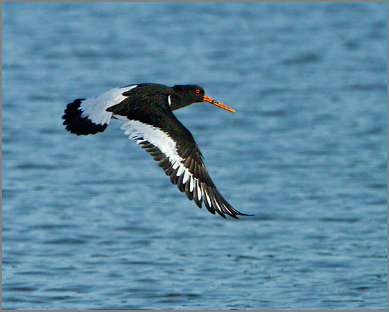 Oystercatcher (Haematopus ostralegus), Upton Warren NR, March 2014