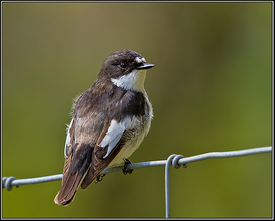 Male Pied Flycatcher, Powys, 18 May 2012
