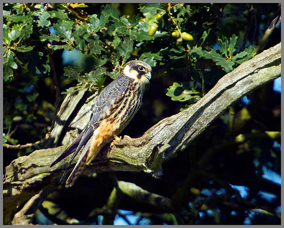Hobby, Worcestershire, August 2010