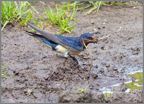Barn Swallow (Hirundo rustica), Bromsgrove, 08 August 2012