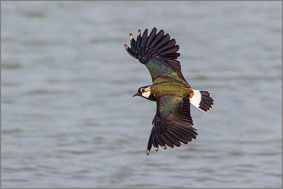 Northern Lapwing (Vanellus vanellus).