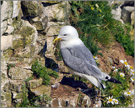 Kittiwake (Rissa tridactyla), Bempton Cliffs, June 2014