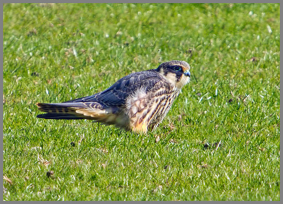 Hobby, Worcestershire, August 2010