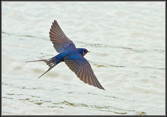 Barn Swallow, Upton Warren NR, 02 May 2012