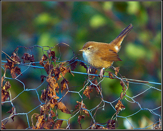 Cetti's Warbler, Upton Warren Moors, 22 October 2010