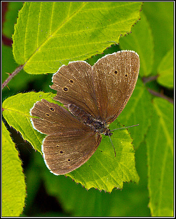 Ringlet, Wyre Forest, 25 July 2011 web