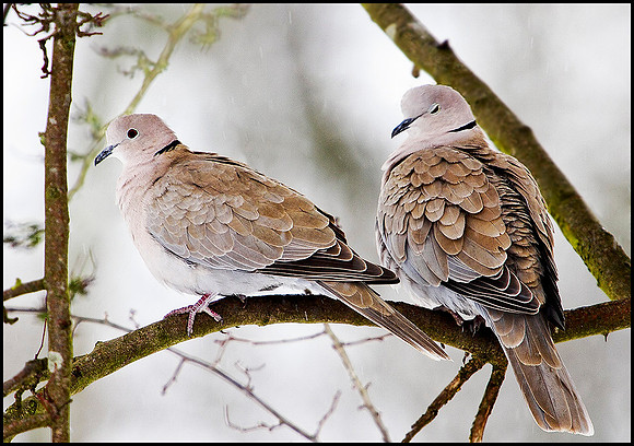 Collared Doves, Bromsgrove, 13 January 2010