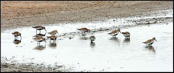 Dunlin, Upton Warren Flashes, 14 May 2009
