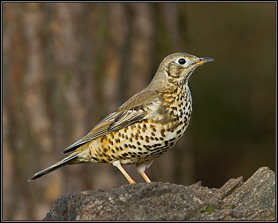 Mistle Thrush, Warwickshire, January 2011
