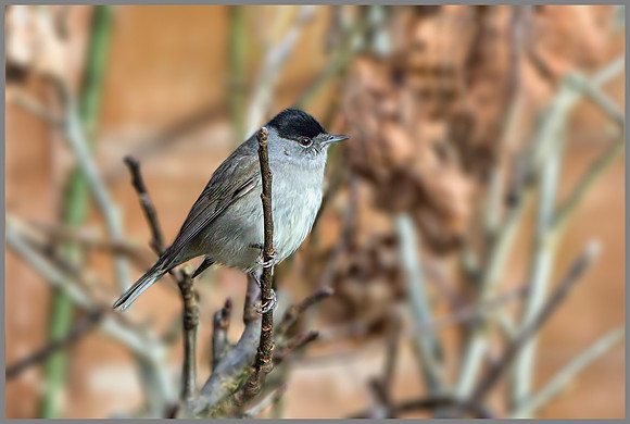 Male Blackcap (Sylvia atricapilla), Garden, January 2015