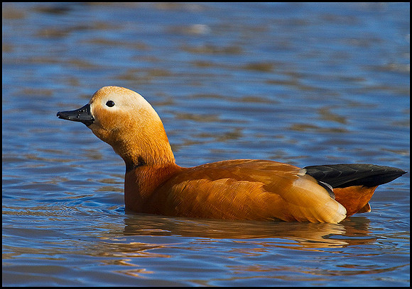 Ruddy Shelduck, Slimbridge WWT, 11 February 2010
