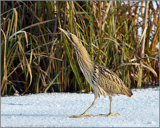 Bittern, Upton Warren Moors, November 2010