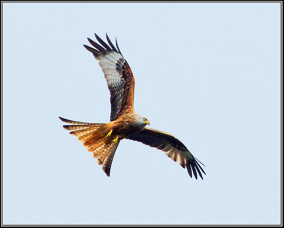 Red Kite, Ceredigion, 20 May 2011