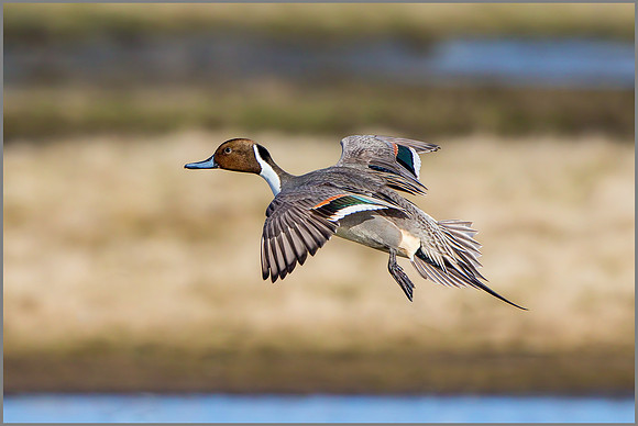 Drake Northern Pintail (Anas acuta).