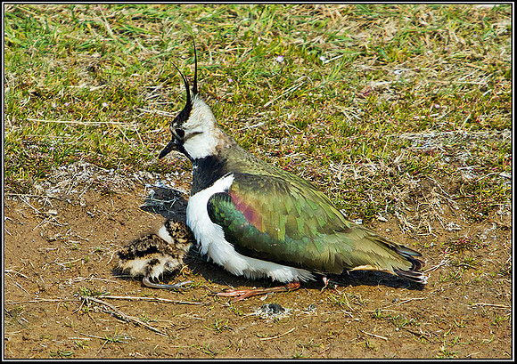 Lapwing with Chick, Upton Warren Flashes, 30 April 2011