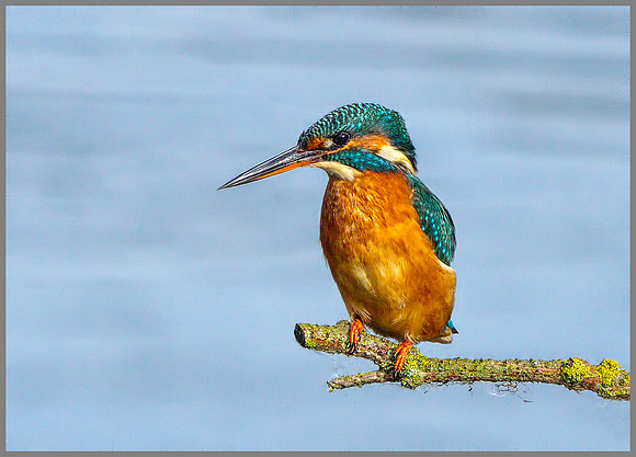 Female Kingfisher (Alcedo atthis), Upton Warren, October 2014