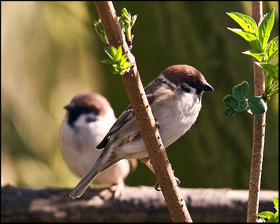Tree Sparrow, Venus Pool, 01 April 2009