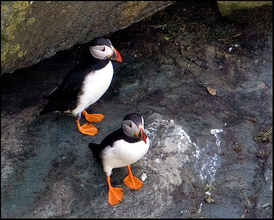 Puffins, Anglesey, 20 July 2009