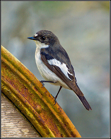 Pied Flycatcher, Powys, 03 June 2011