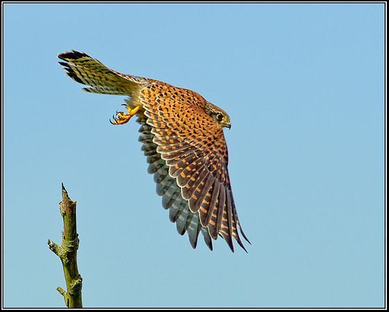 Female Common Kestrel, Upton Warren Moors, 25 June 2012