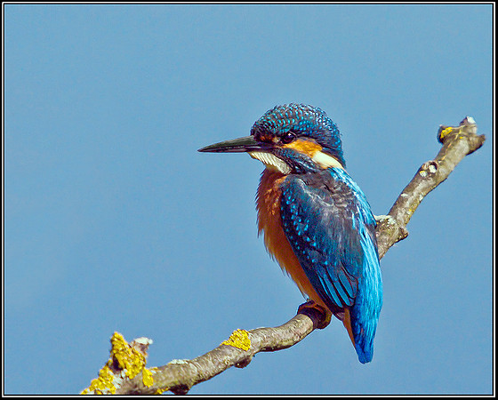 Common Kingfisher (Alcedo atthis), Upton Warren Moors, 24 July 2012