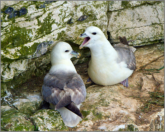 Fulmar (Fulmarus glacialis), Bempton Cliffs, June 2014