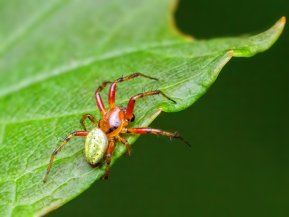 Cucumber Spider - Araniella cucurbitina  or A. opistthographa, Worcestershire, 19 May 2022