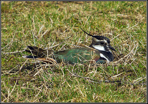 Lapwing, Upton Warren Flashes, 31 March 2011