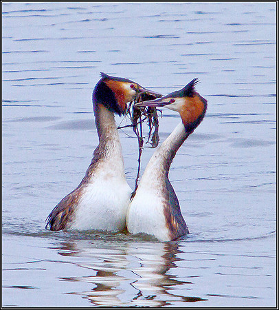 Great Crested Grebes Displaying, Upton Warren Moors, 27 February 2012