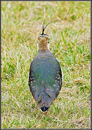 Lapwing, Upton Warren Flashes, 13 March 2012