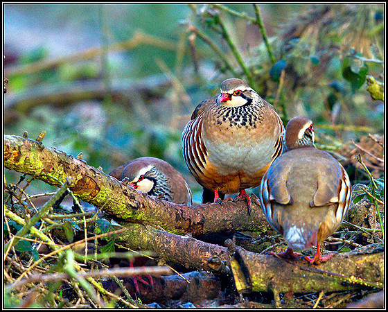 Red-legged Partridge, Warwickshire, January 2011