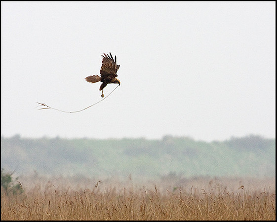 Marsh Harrier, Titchwell, April 2009