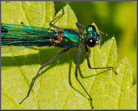 Banded Demoiselle, Upton Warren Moors, 02 September 2011