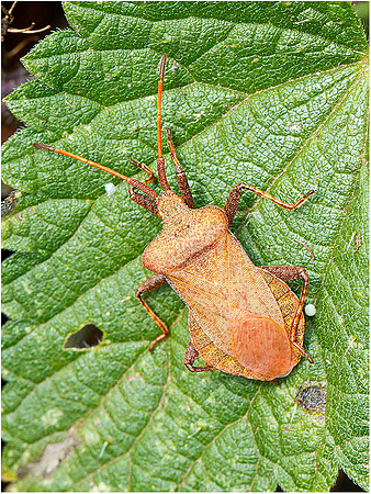 Dock Bug, Bromsgrove, 11 September 2011