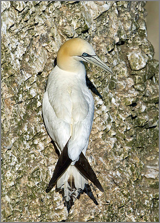 Gannet (Morus bassanus), Bempton Cliffs, June 2014
